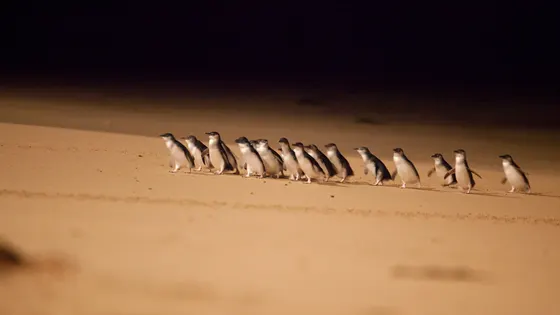Penguin Parade