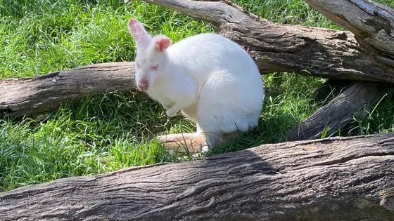 Gorge Wildlife Park