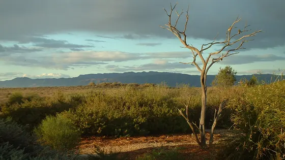 Australian Arid Lands Botanic Garden