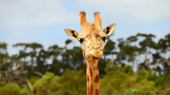 Werribee Open Range Zoo