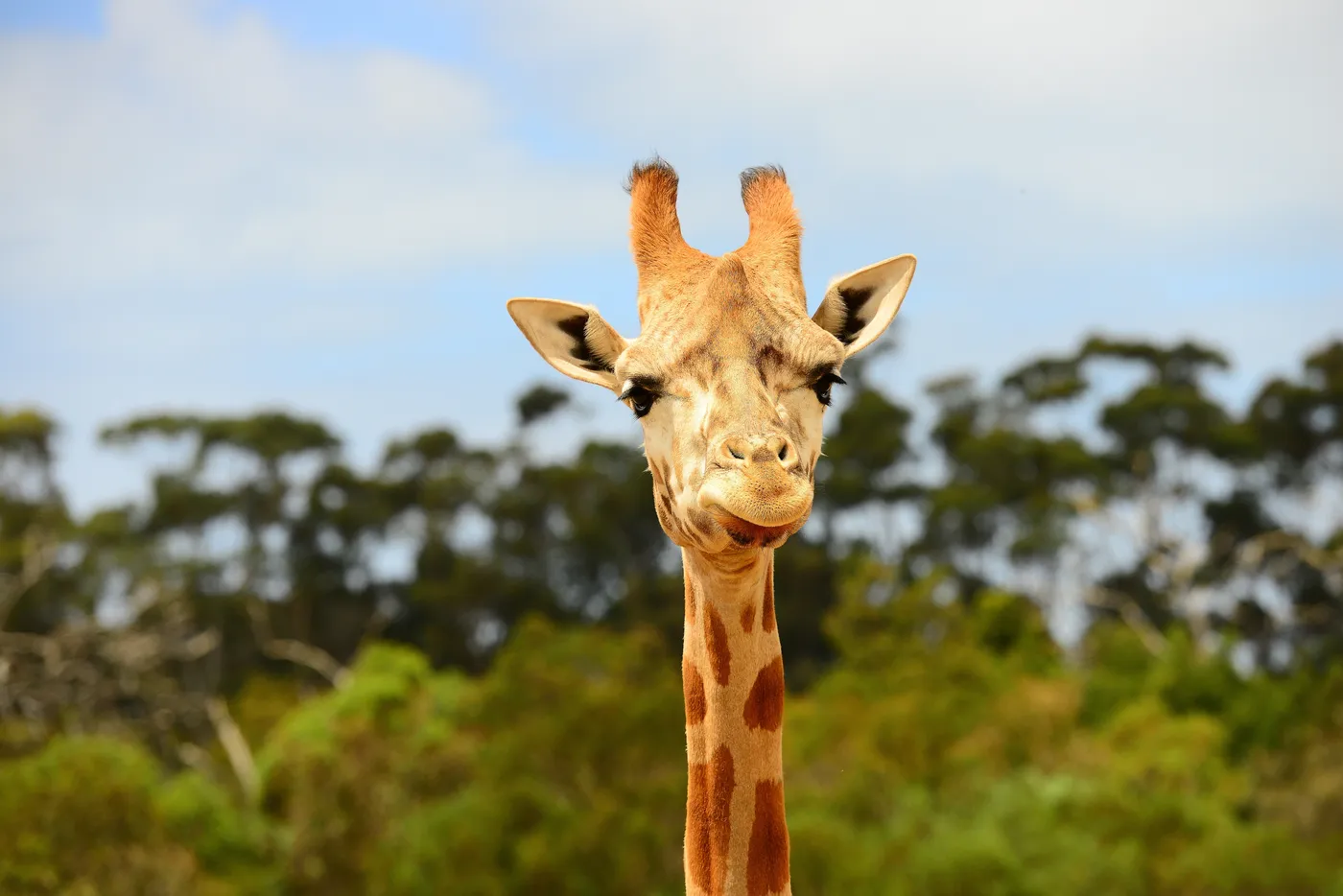 Werribee Open Range Zoo