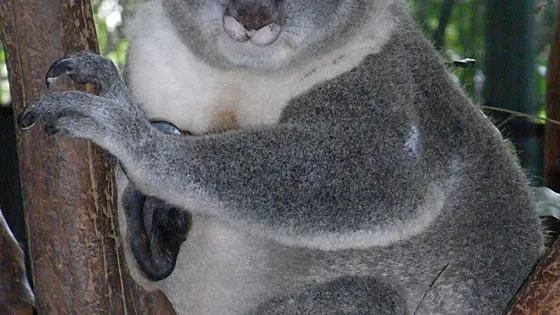 Billabong Zoo Koala & Wildlife Park