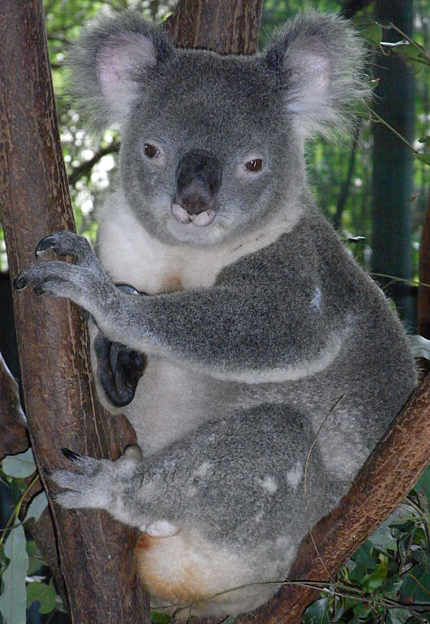 Billabong Zoo Koala & Wildlife Park