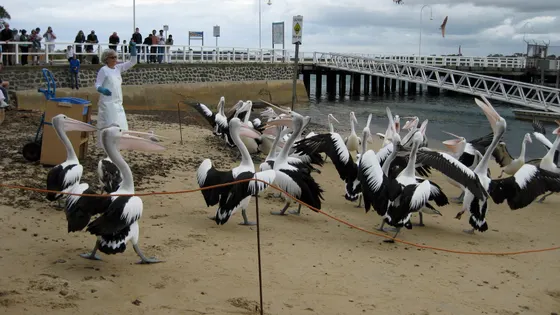 San Remo Pelican Feeding