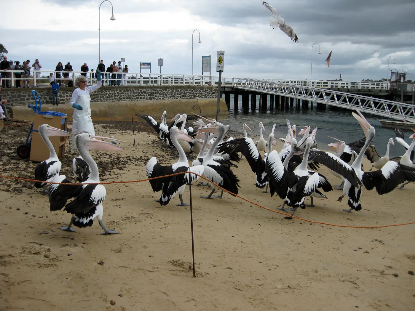San Remo Pelican Feeding