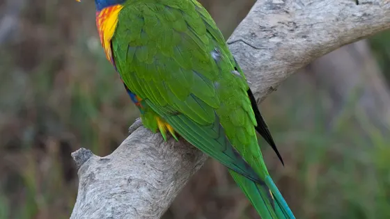 Urimbirra Wildlife Park