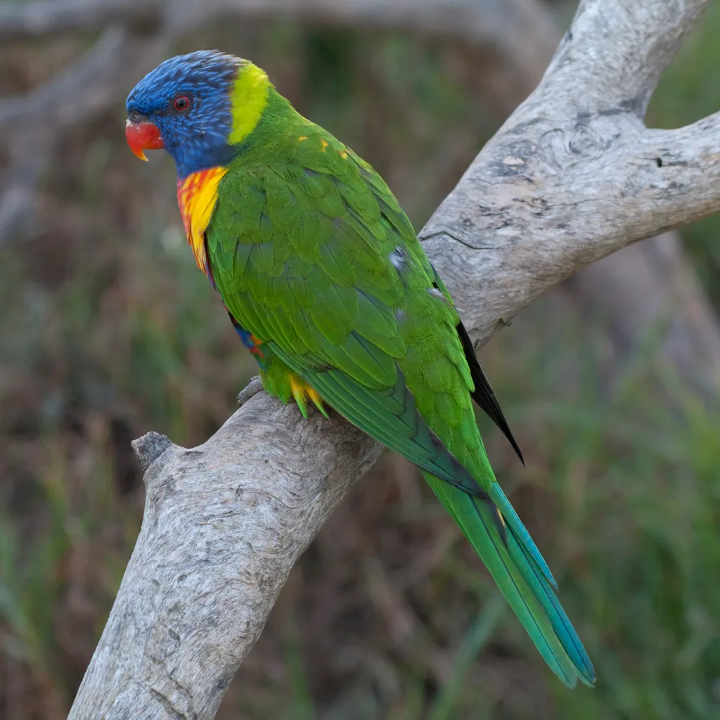 Urimbirra Wildlife Park