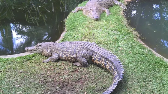 Snakes Downunder Reptile Park & Zoo