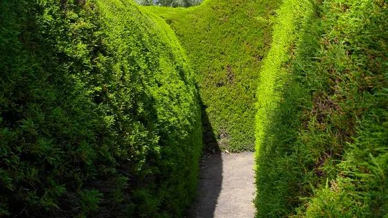 Ashcombe Maze & Lavender Gardens