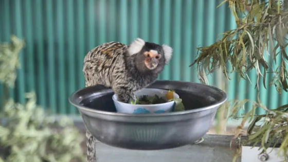 Tasmania Zoo