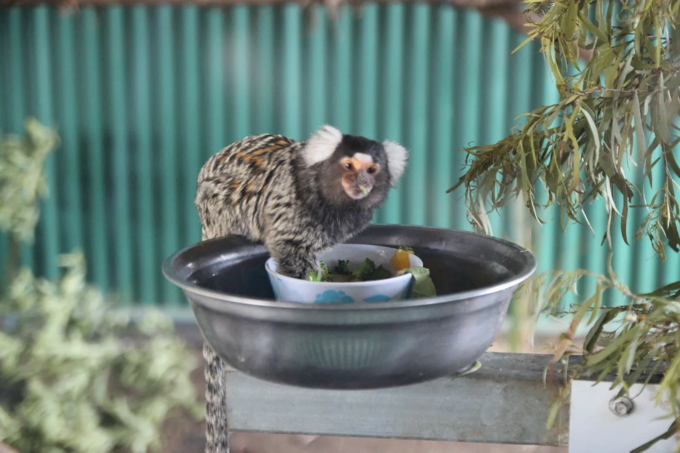 Tasmania Zoo