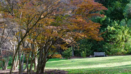 The Blue Mountains Botanic Garden