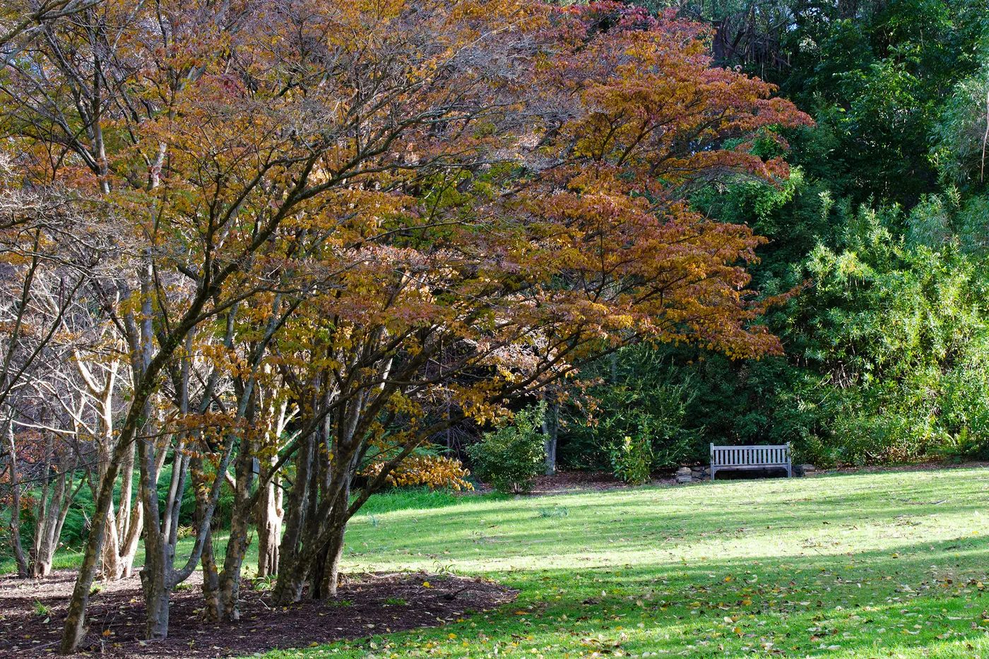 The Blue Mountains Botanic Garden