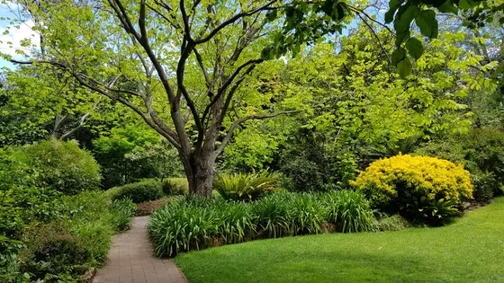 E.G. Waterhouse National Camellia Gardens