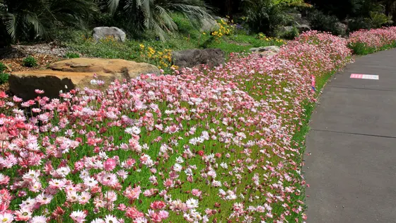 Australian Botanic Garden Mount Annan