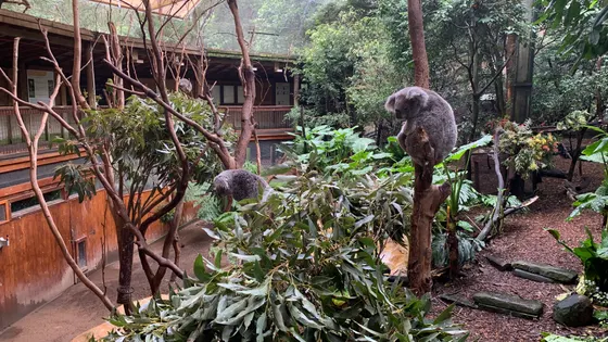 Blackbutt Reserve