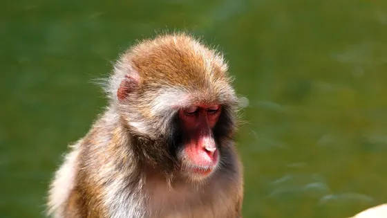 Japanese Macaque Enclosure, City Park