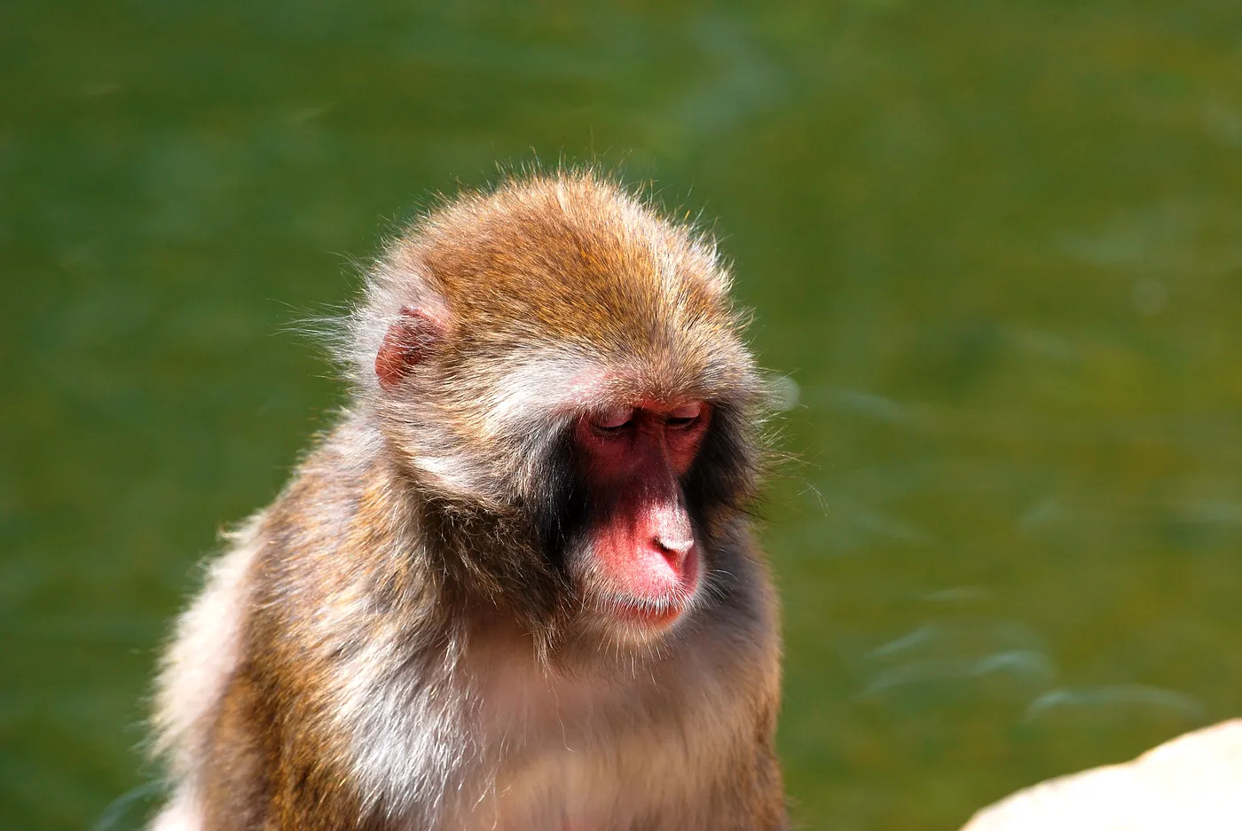 Japanese Macaque Enclosure, City Park