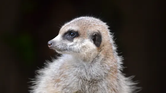 Mogo Wildlife Park