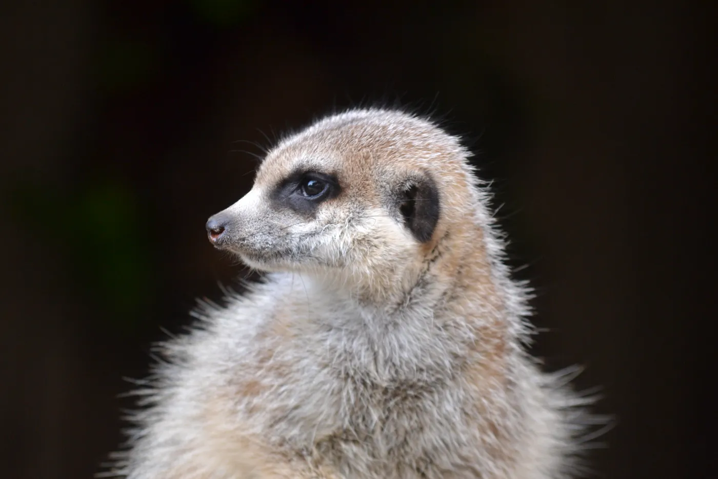 Mogo Wildlife Park