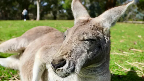Cleland Wildlife Park