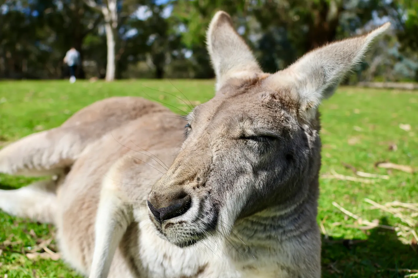 Cleland Wildlife Park