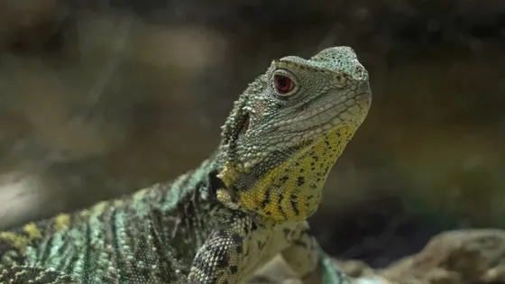 Canberra Reptile Zoo
