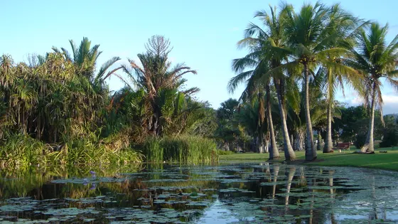 The Palmetum