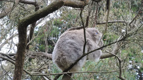 Koala Conservation Reserve