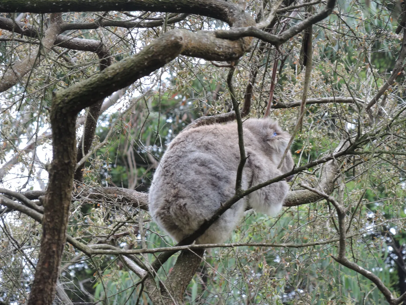 Koala Conservation Reserve