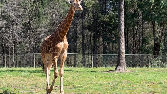Taronga Western Plains Zoo Dubbo