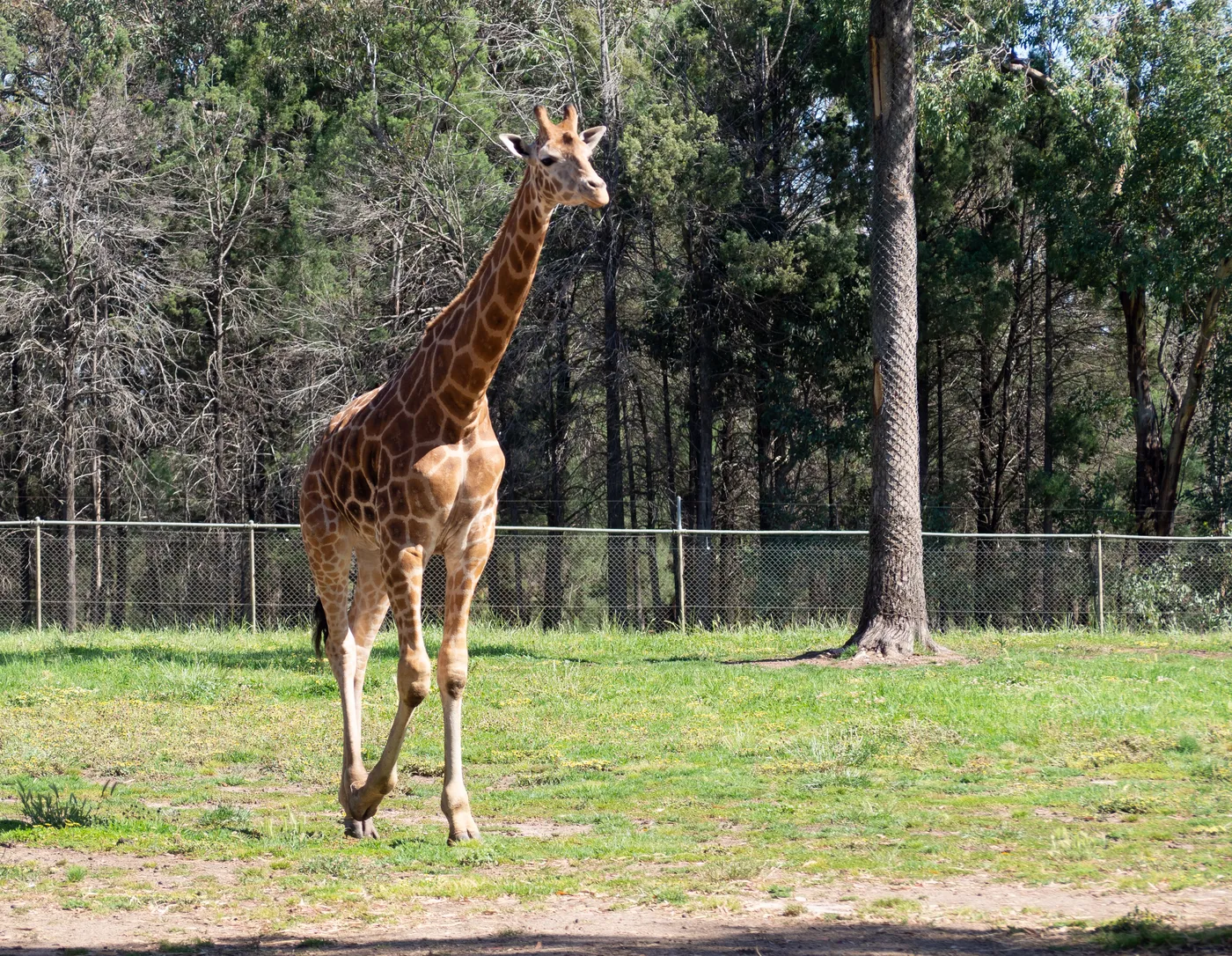 Taronga Western Plains Zoo Dubbo