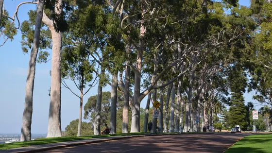 Kings Park and Botanic Garden