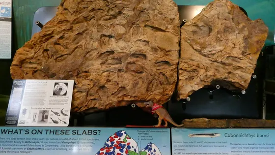 The Age Of Fishes Museum