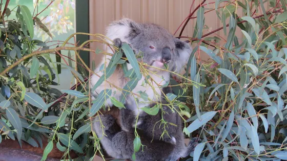 Caversham Wildlife Park