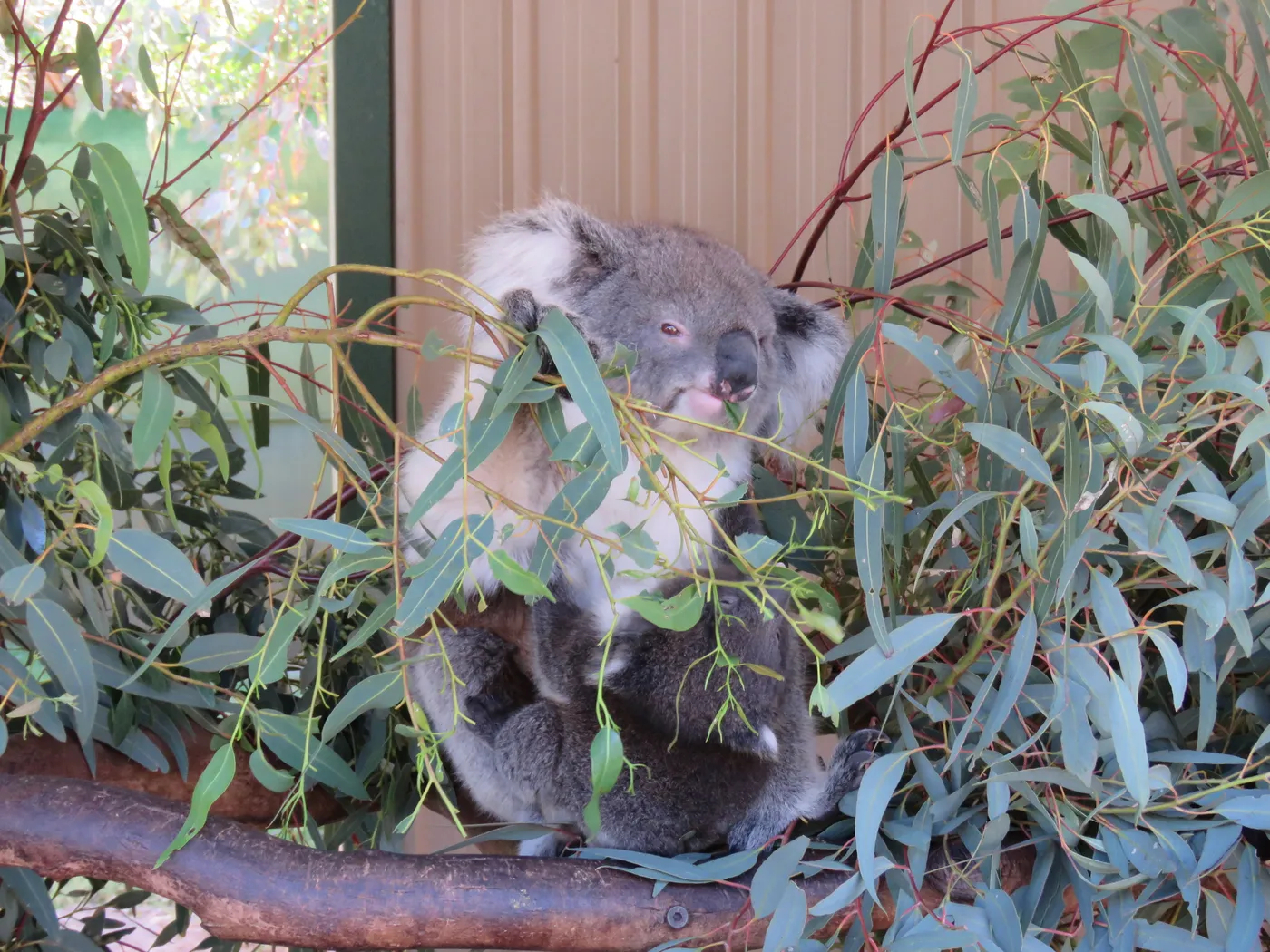 Caversham Wildlife Park