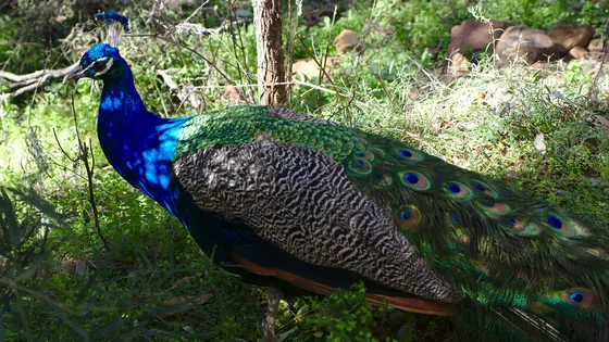 Tamworth Marsupial Park & Adventure Playground