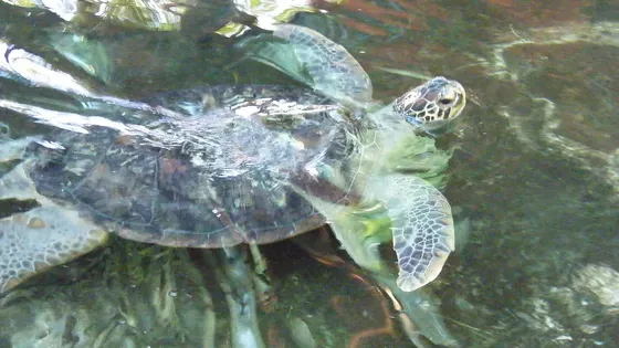 Marineland Melanesia