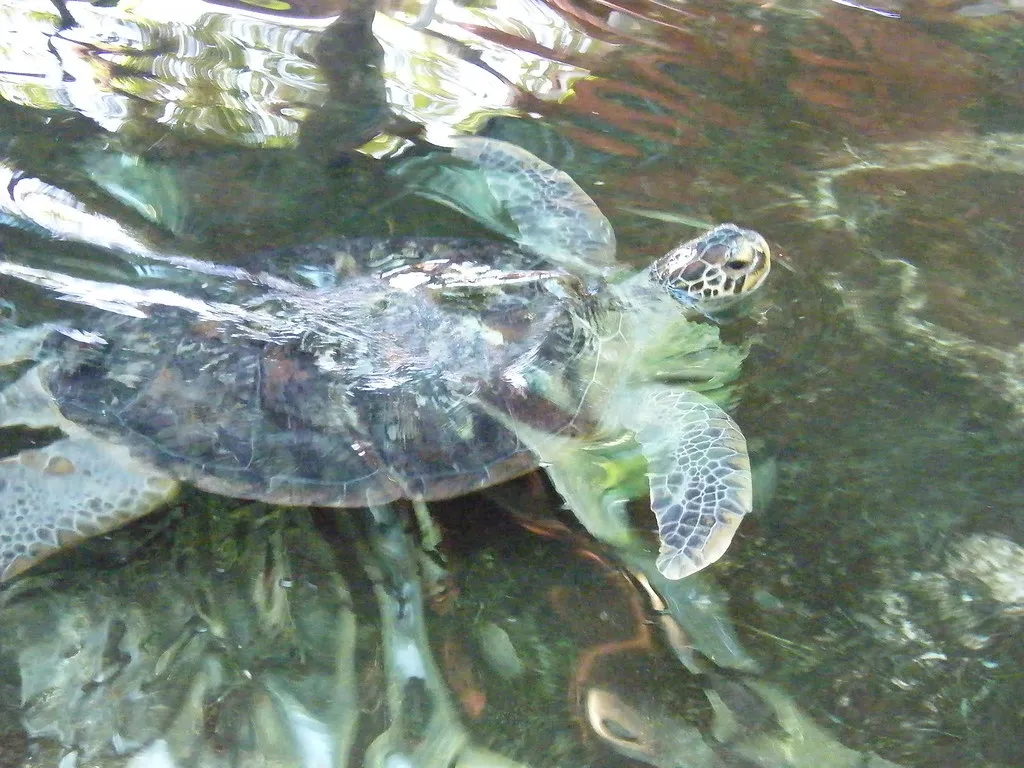 Marineland Melanesia