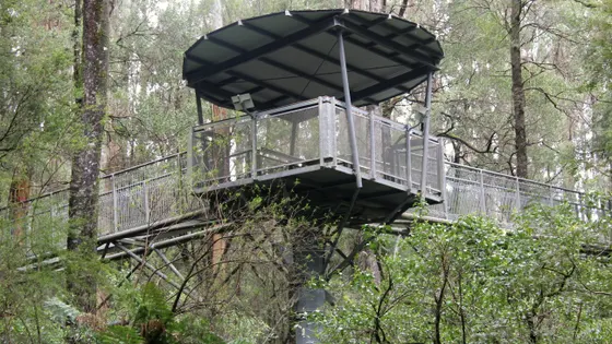 Otway Fly Treetop Adventures