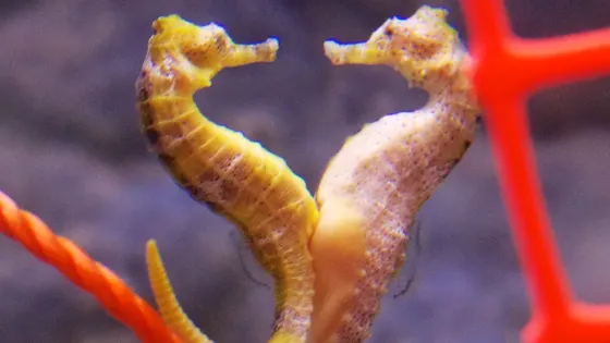 Seahorse World