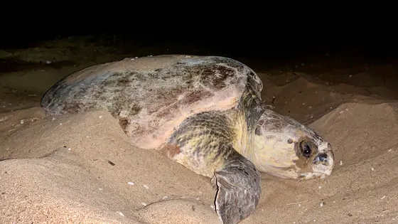 Mon Repos Turtle Centre