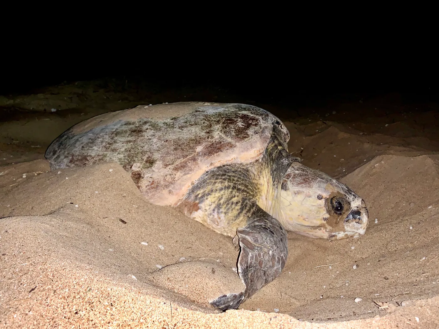 Mon Repos Turtle Centre