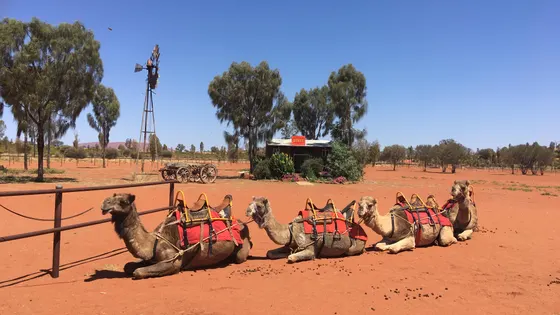 Uluru Camel Tours camel farm