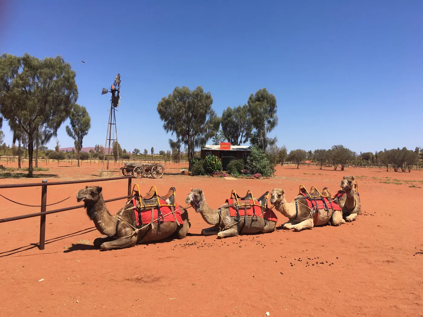 Uluru Camel Tours camel farm