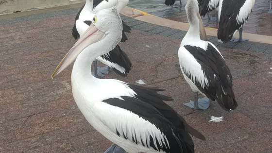 Pelican Time