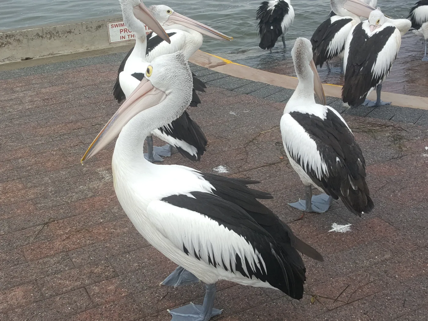 Pelican Time