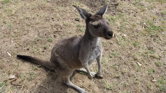 Bunbury Wildlife Park