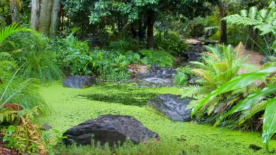 Redcliffe Botanic Gardens