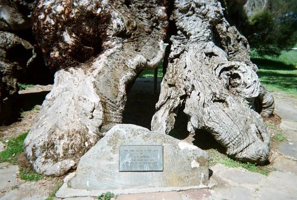 Herbig Family Tree